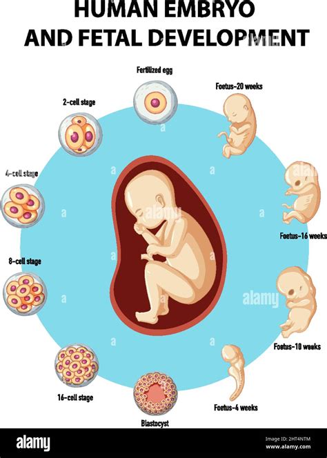 Illustration de l infographie sur le développement de l embryon humain