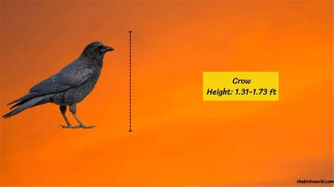 Crow Size Explained How Big Are They Comparison