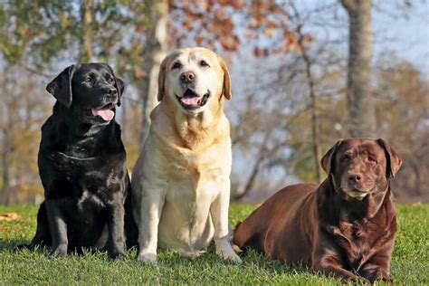 Labrador Conhe A Tudo Sobre Esta Ra A Mundo Dos Cachorros