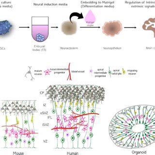 PDF Engineering Human Brain Organoids From Basic Research To Tissue