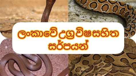 Most Dangerous Snakes In Sri Lanka