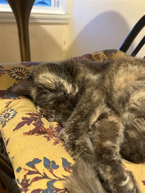 Saying Goodbye To Our Sweet Almost 18 Yo Emma Tomorrow Morning ️