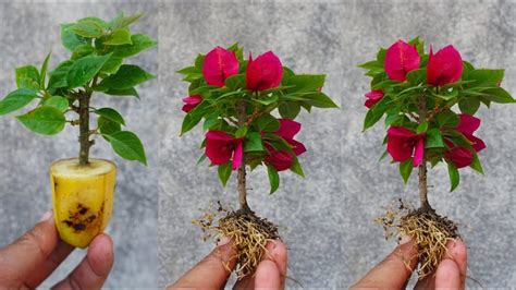 Easy Method To Grow Bougainvillea From Cuttings With Banana Crafty