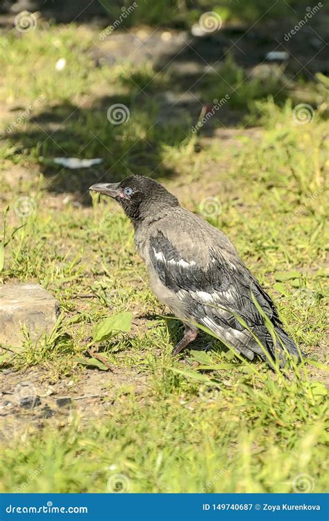 Grey Crow Chick Waiting For Parents To Bring Food Stock Image Image