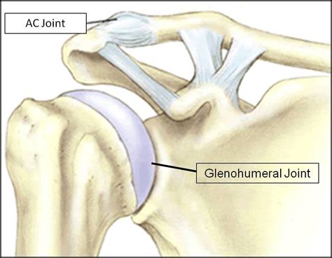 Structural Kinesiology – Shoulder Girdle (Outline) | Genius