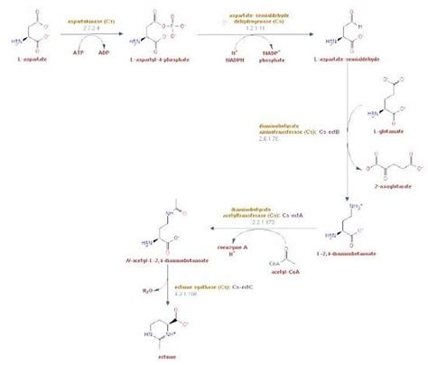 The biosynthesis of Ectoine_Chemicalbook