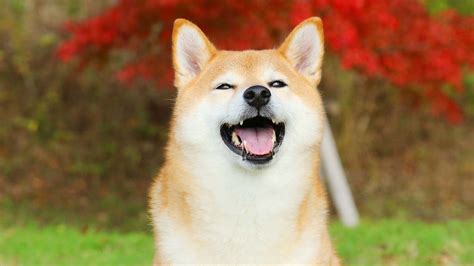 Predicciones de precios de Shiba Inu Qué sigue para SHIB en medio de