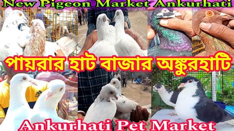 Pigeon Price Update Ankurhati Pet Market