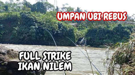 FULL STRIKE Mancing Ikan Nilem Di Sungai Serayu Umpan Ubi Rebus YouTube