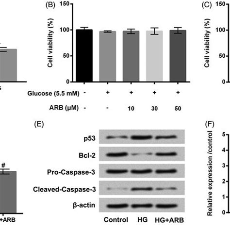 Arb Alleviated Hg Induced Hk Cells Apoptosis After Administration