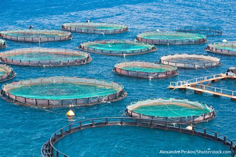 Os Peixes De Aquacultura S O Uma Boa Op O Desvantagens Mundo Da