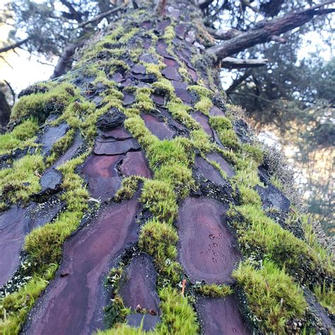 Coastal pines are cool : r/pics