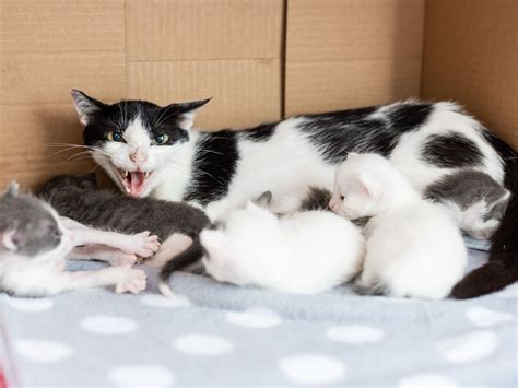 Feral Kittens