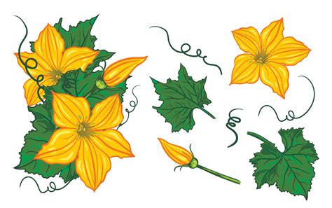 Set Of Flowers Leaves Buds And Swirls Of Pumpkin Cucumber And