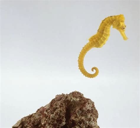 Yellow Sea Horse Hippocampus Kuda Underwater Side View