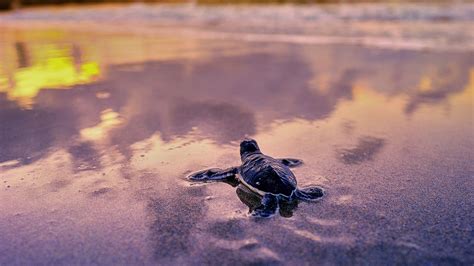 Warming Temperatures And Gender Disparities In Sea Turtles