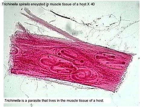 Reading Roundworms Biology Ii Laboratory Manual
