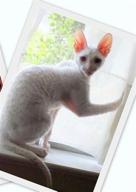 Cornish Rex Cat Hypoallergenic Timesity