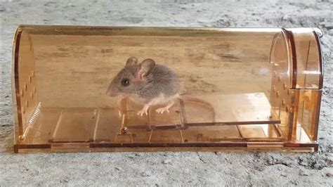 Best Humane Mouse Traps [2021s Top 7] Mouse Trap Guide