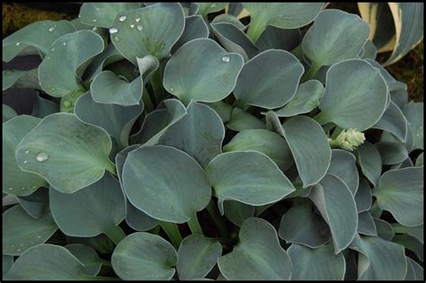 BLUE MOUSE EARS HOSTA – Hinsdale Nurseries – Welcome to Hinsdale Nurseries