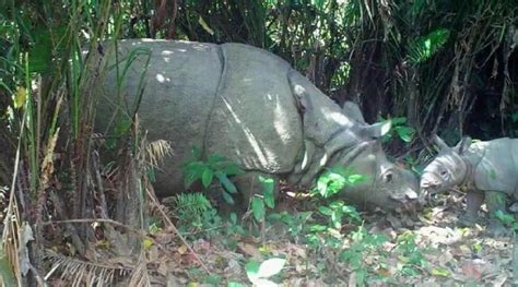 Populasi Badak Jawa Di Ujung Kulon Terus Bertambah Bantenstory