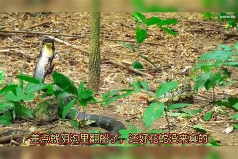 眼镜王蛇差点被花蛇勒死了，小哥徒手抓住眼镜王蛇花蛇眼镜