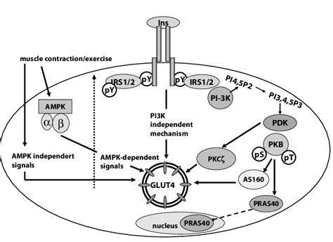 Binding Of Insulin At The Insulin Receptor Leads To Phosphorylation Of Download Scientific