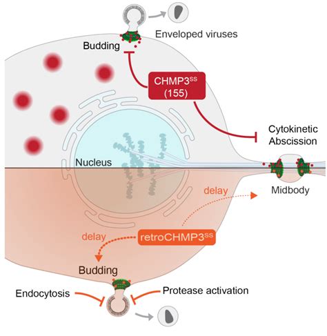 Models For Truncated Chmp Protein Inhibition Of Escrt Mediated Fission