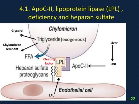 PPT Lipids And Lipoproteins Metabolism PowerPoint Presentation Free