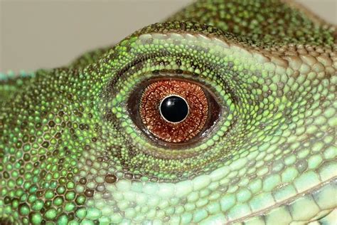 Reptile Eye Free Stock Photo - Public Domain Pictures