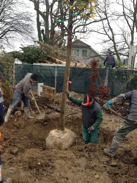 Plantation De Grands Arbres Maillefer Paysagiste Sa Genève