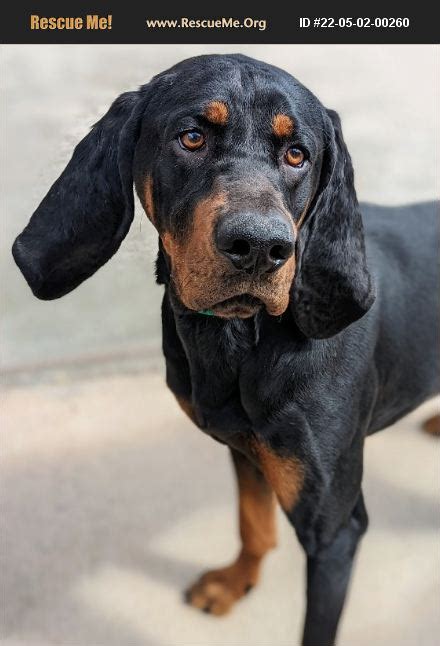 ADOPT 22050200260 Black And Tan Coonhound Rescue Kalispell MT