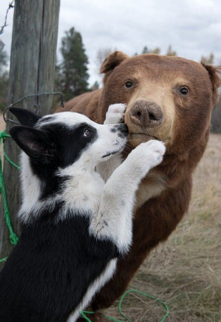 How training dogs to chase bears might just save a grizzly or two | Environment | The Guardian