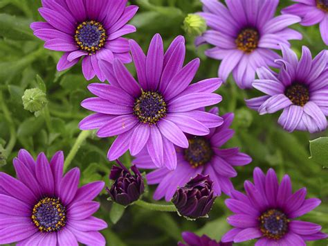 African Daisy Dlt Growers