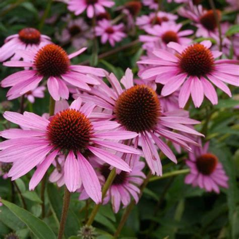 Echinacea Purpurea Purpur Sonnenhut Online Kaufen Garmundo De