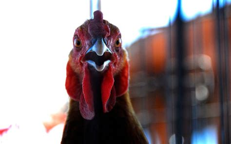 Why is My Chicken Screaming? - LearnPoultry