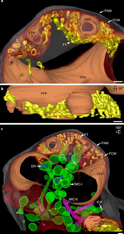 Electron Tomography Of Fungal Tubules A B Part Of An Arbuscule Branch