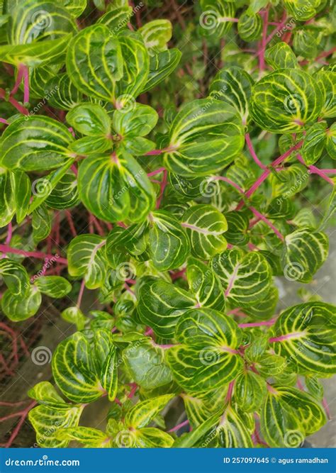 Plant Garden Fresh Pattern Nature Architecture Stock Image - Image of