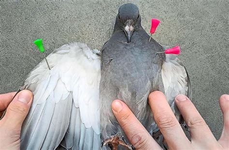 Tierhasser Schie T In Lahr Mit Blasrohrpfeilen Auf Taube