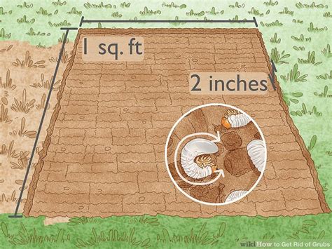 How To Get Rid Of Grubs 11 Steps With Pictures Wikihow