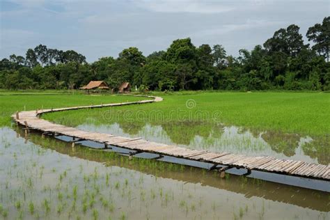 Paddy Rice Field With Bamboo Bridge Stock Image Image Of Paddy Cabin