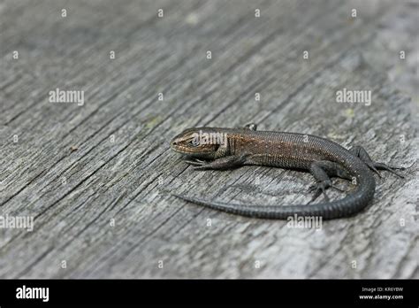 Newborn Waldeidechse Zootoca Vivipara On Boardwalk Stock Photo Alamy