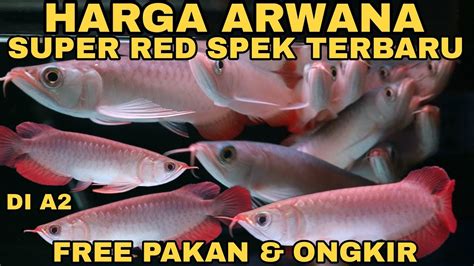 Review Harga Arwana Super Red Terbaru Spek Arowana Baru Bad