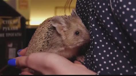 Russia opens hedgehog cafe - YouTube