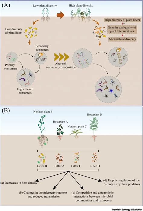 植物凋落物与生物多样性 生态系统功能关系澎湃号·湃客澎湃新闻 The Paper