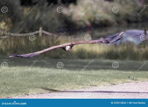 A Lappet-faced Vulture Shows Its Impressive Wingspan Stock Photo ...