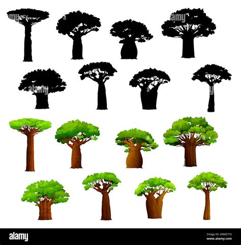 African Baobab Trees And Silhouettes Vector African Savanna Baobabs