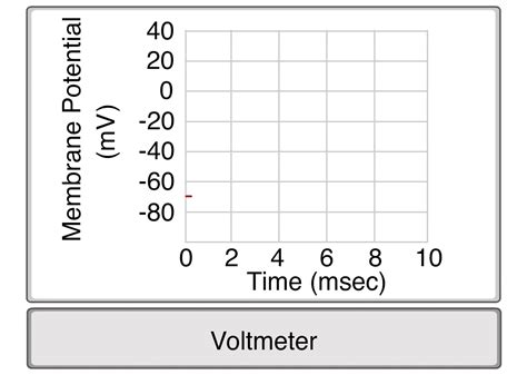 Resting Membrane Potential Simulation Section 6 – Human Bio Media