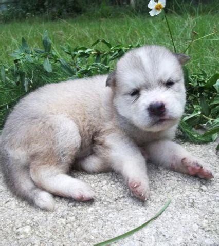 HUSKY/MALAMUTE MIX PUPPIES for Sale in Chattahoochee, Florida Classified | AmericanListed.com