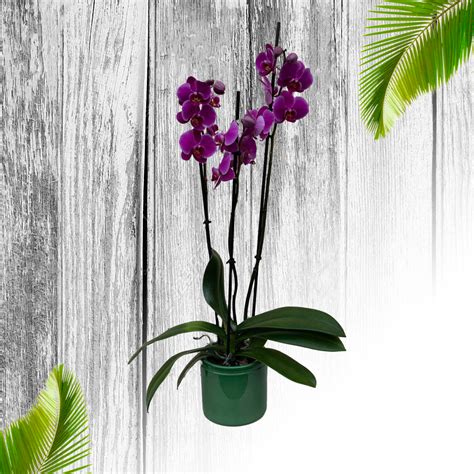 Descubra Kuva Orchid E Phalaenopsis Thptnganamst Edu Vn